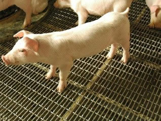 西安市養豬軋花網